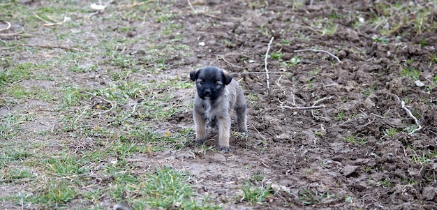 un lindo cachorro callejero en la naturaleza