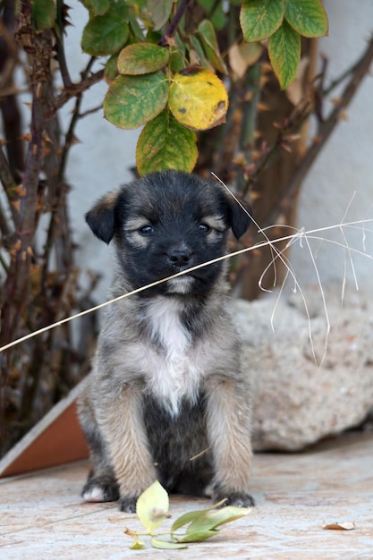 un lindo cachorro callejero en la naturaleza