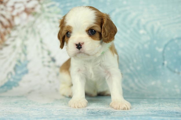 Un lindo cachorro de Cavalier King Charles Spaniel en un fondo azul