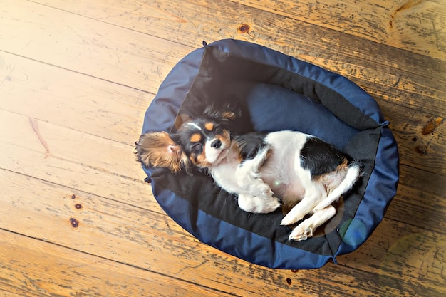 Lindo cachorro de cavalier spaniel durmiendo