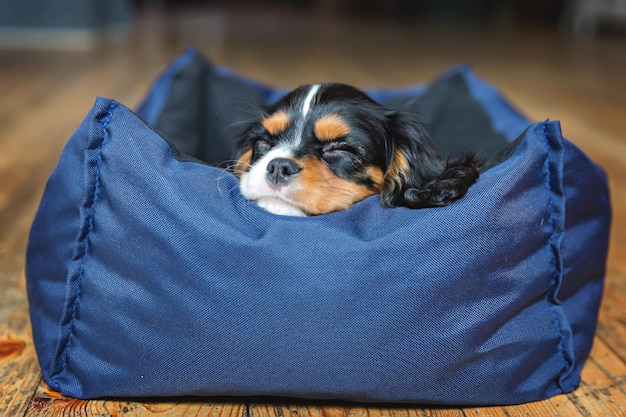 Lindo cachorro de cavalier spaniel durmiendo