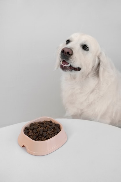 Foto lindo cachorro com comida nutritiva