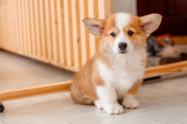 lindo cachorro corgi en casa en el piso