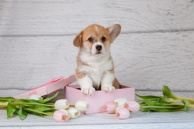 Foto un lindo cachorro de corgi galés en una caja de regalo con flores de tulipán rosa de primavera en un fondo de madera clara