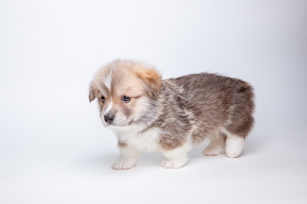 Lindo cachorro de corgi galés está aislado en un fondo blanco aislado lindo concepto de mascotas