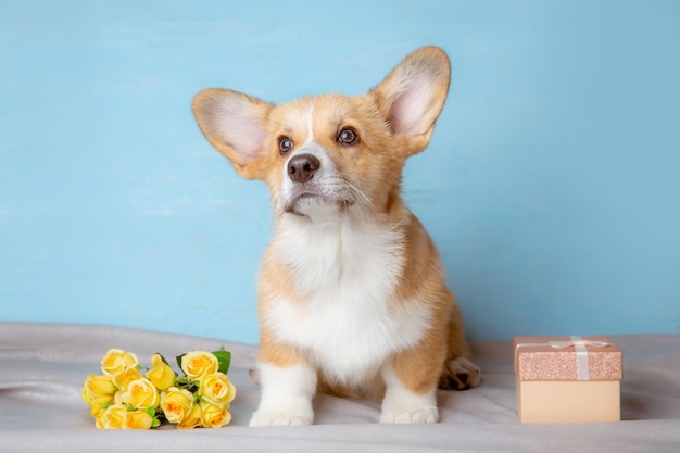 Lindo cachorro de corgi galés de Pembroke con flores de primavera sobre un fondo azul