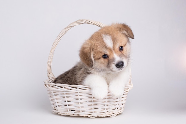 Lindo cachorro de corgi galés sentado en una canasta aislada sobre un fondo blanco lindo concepto de mascotas