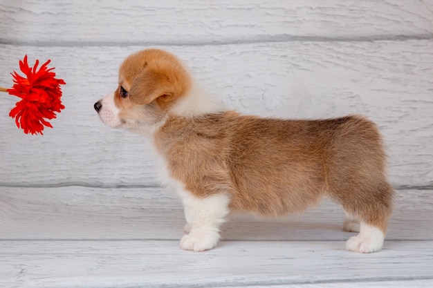 Foto un lindo cachorro de corgi galés sobre un fondo de madera clara