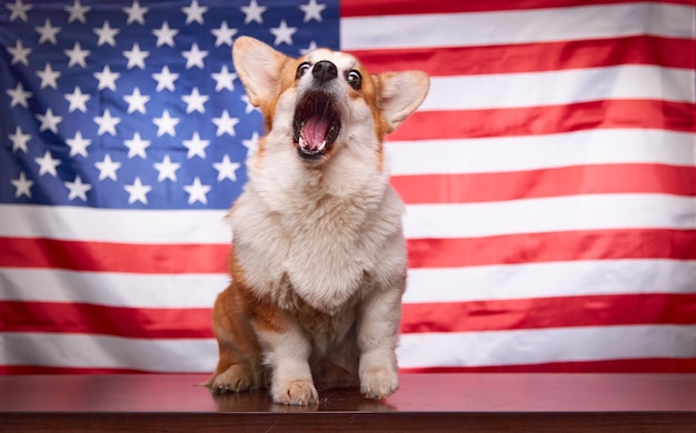 Lindo cachorro corgi na frente da bandeira americana