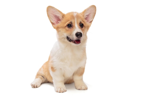 Lindo cachorro corgi pembroke