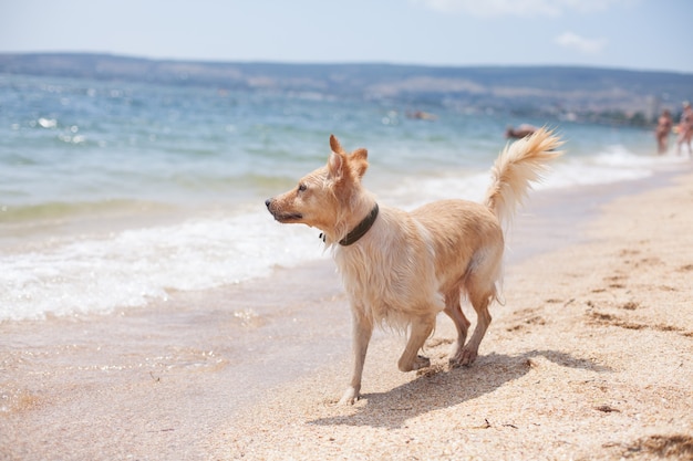 Lindo cachorro corre na praia, olha para o mar. férias com seu animal de estimação