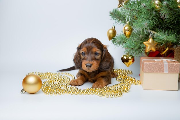 Lindo cachorro dachshund bebé en un fondo de Año Nuevo cerca del árbol de Navidad