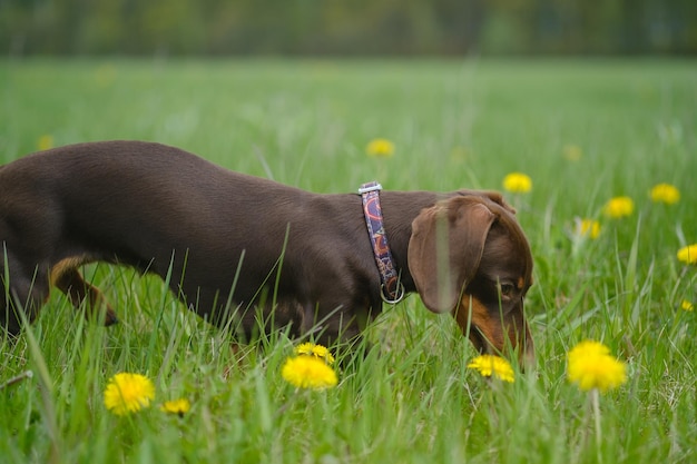 Lindo cachorro dachshund de color café en un prado verde entre dientes de león amarillos durante una caminata