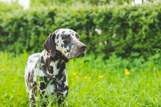 Lindo cachorro dálmata para un paseo por el retrato del parque Retrato de verano de un lindo y sonriente perro dálmata con manchas negras Bonito y hermoso perro dálmata de la mascota de la familia de la película 101 dálmata