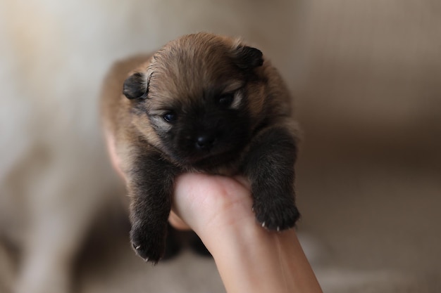 Lindo cachorro diminuto primer plano en manos femeninas