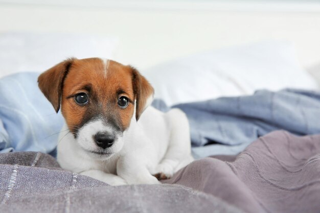 Lindo cachorro divertido acostado en la cama en casa