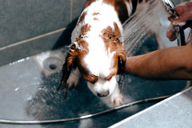 lindo cachorro doente esperando o veterinário