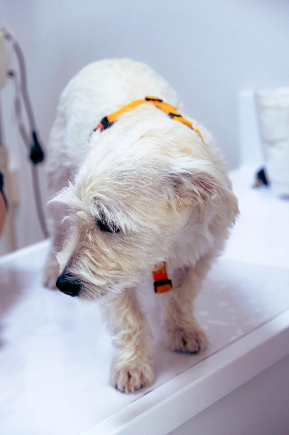 lindo cachorro doente esperando o veterinário