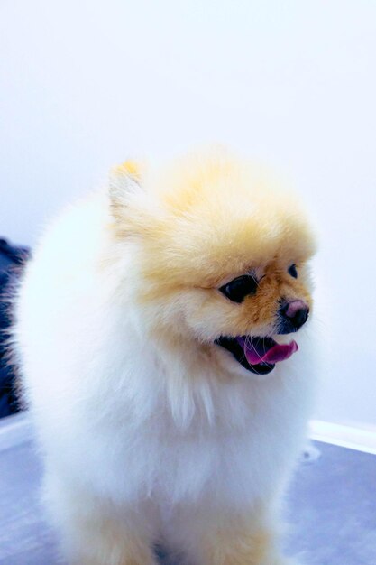 lindo cachorro doente esperando o veterinário