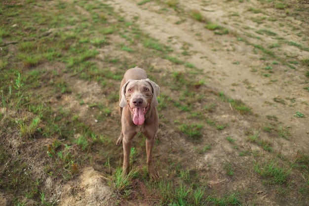 Lindo cachorro em campo