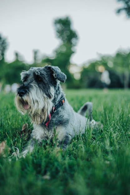 Lindo cachorro em um parque de cães brincando e se divertindo