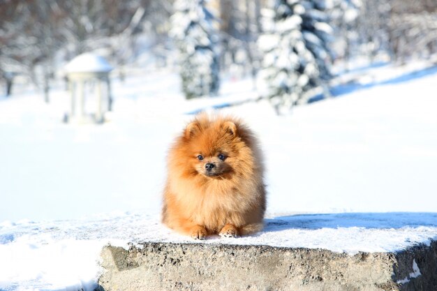 Lindo cachorro em winter park. Pomeranian cachorro ao ar livre. Cão preparado. Inverno
