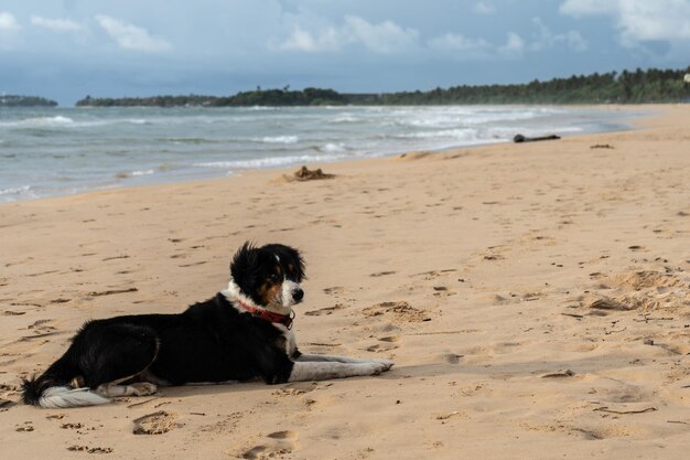 Lindo cachorro encontra-se na areia perto do oceano