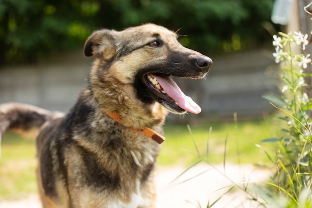 Lindo cachorro engraçado e feliz brincando e se divertindo ao ar livre