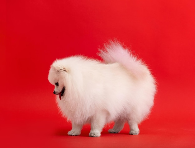 Lindo cachorro esponjoso de pomeranian spitz Pequeño perro sonriente se encuentra en un brillante fondo rojo de moda