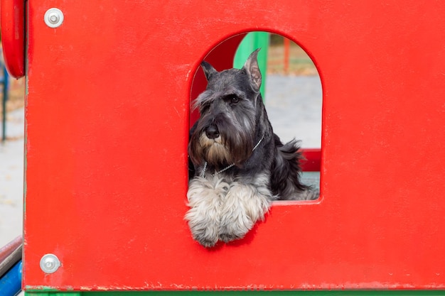 Un lindo cachorro está acostado en una casa roja en la calle El cachorro extraña al dueño Gracioso Schnauzer barbudo