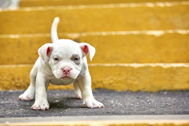 Un lindo cachorro está jugando en los escalones.