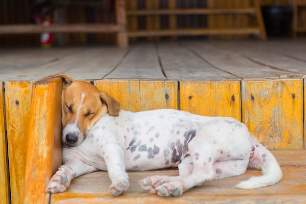 Lindo cachorro exausto dormindo na escada de madeira no Camboja