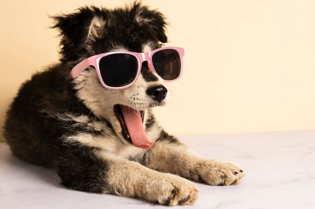 Foto lindo cachorro con gafas de sol bostezando