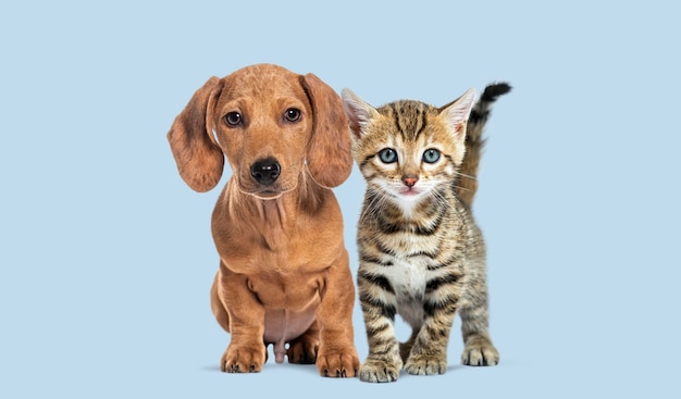 Un lindo cachorro y un gatito sentados juntos sobre un fondo azul