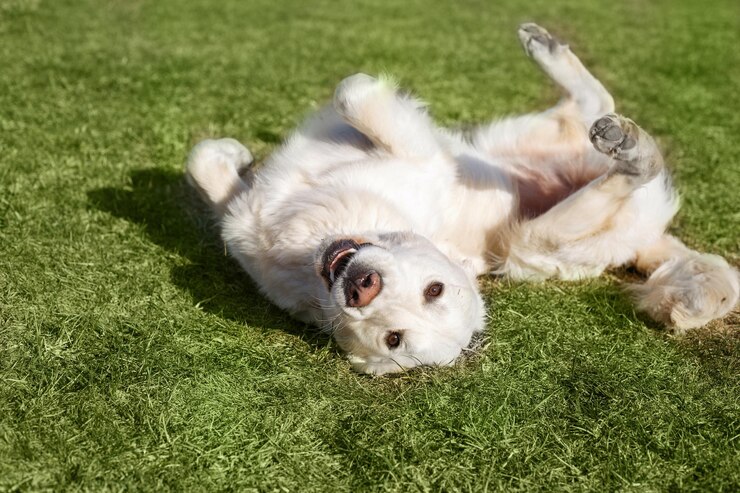Lindo cachorro Golden Retriever deitado na grama em um dia ensolarado de verão
