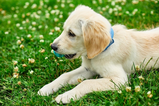 Lindo cachorro golden retriever feliz al aire libre en la hierba