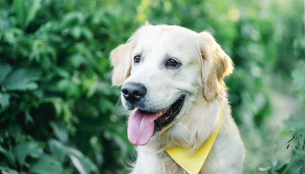 Lindo cachorro golden retriever jovem