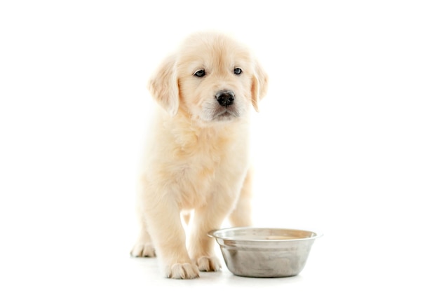 Lindo cachorro de golden retriever sentado cerca del tazón y esperando comida aislada