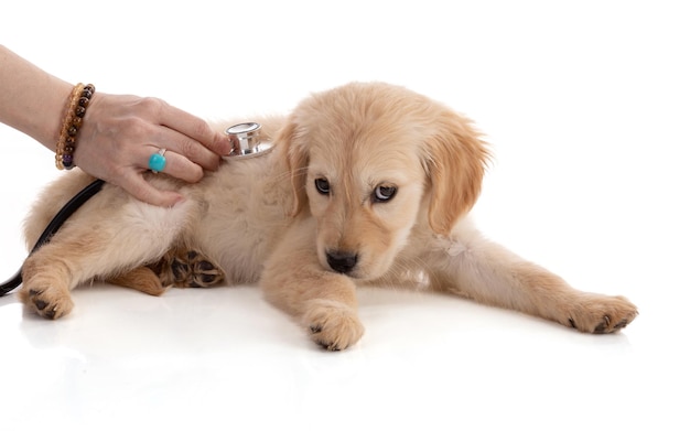 Lindo cachorro Golden Retriver con un estetoscopio