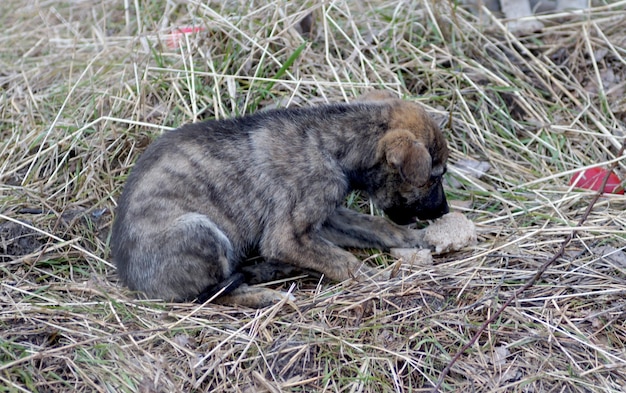 un lindo cachorro hambriento come una rebanada de pan sobre una hierba seca en invierno