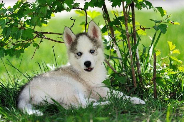 Lindo cachorro de husky siberiano en pasto