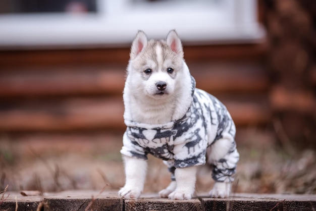 Lindo cachorro de husky siberiano en ropa cerca de una casa de madera