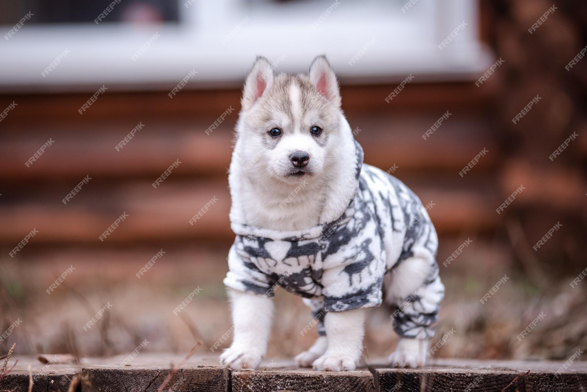 Lindo cachorro de husky siberiano en ropa cerca de una casa de madera |  Foto Premium