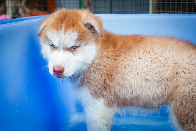 Lindo cachorro de husky siberiano.