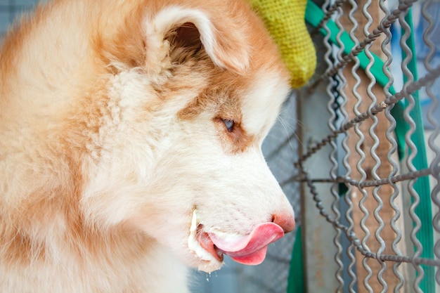 Lindo cachorro de husky siberiano.