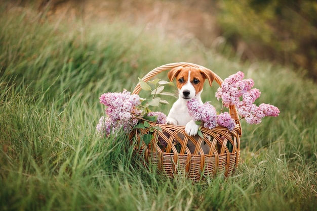 Lindo cachorro jack russell terrier en una canasta con lilas en verano