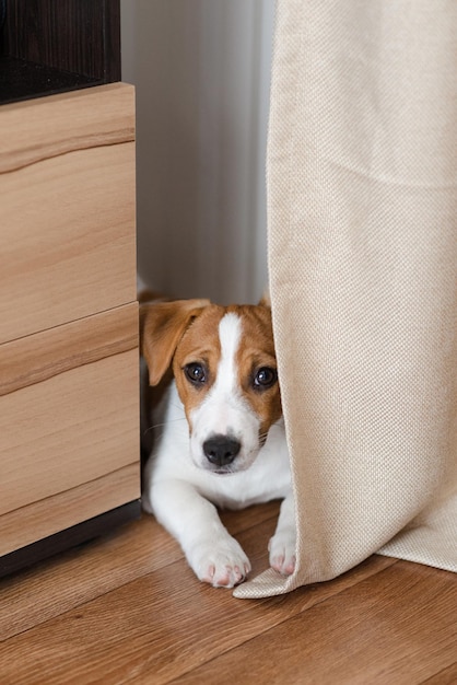 Lindo cachorro Jack Russell Terrier de cinco meses con orejas dobladas en casa