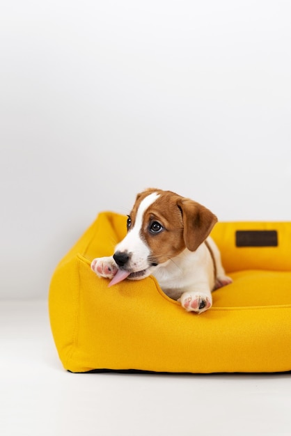 Lindo cachorro Jack Russell Terrier descansando en una cama de perro amarillo Adorable cachorro Jack Russell Terrier en casa mirando a la cámara