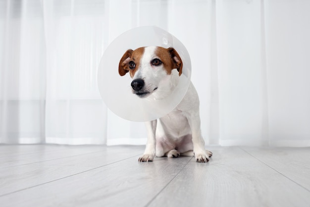 Lindo cachorro Jack Russell Terrier usando coleira de plástico médica dentro de casa