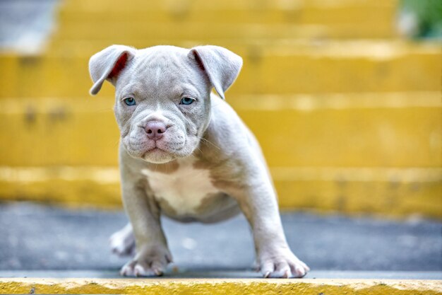 Foto un lindo cachorro está jugando en los escalones. concepto de los primeros pasos de la vida, animales, una nueva generación. cachorro american bully.